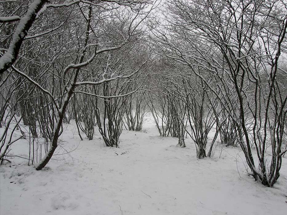  krentenboomstammen in de sneeuw 